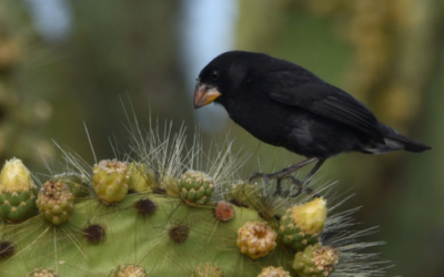 Why I Talked About Connecting People with Nature on the Women Birders Happy Hour Podcast