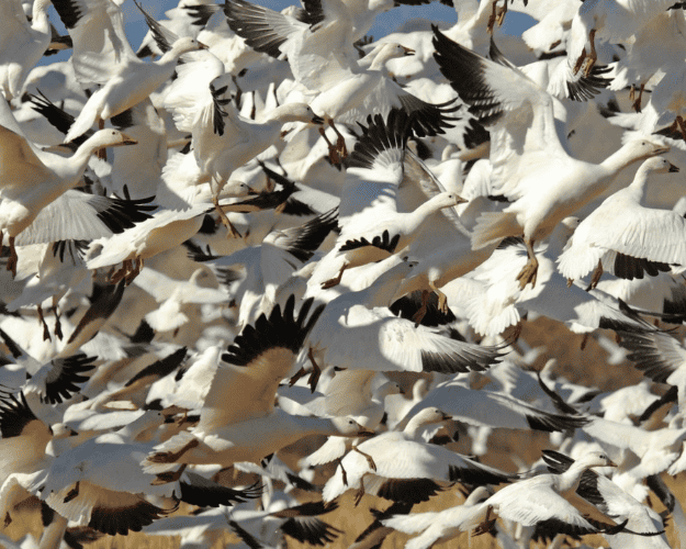 New Mexico snow geese