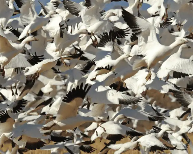 New Mexico snow geese 