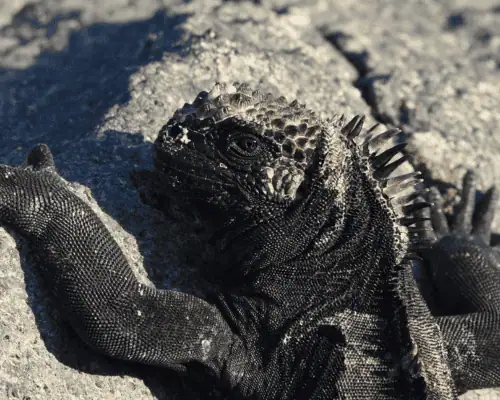 Her Wild Galapagos