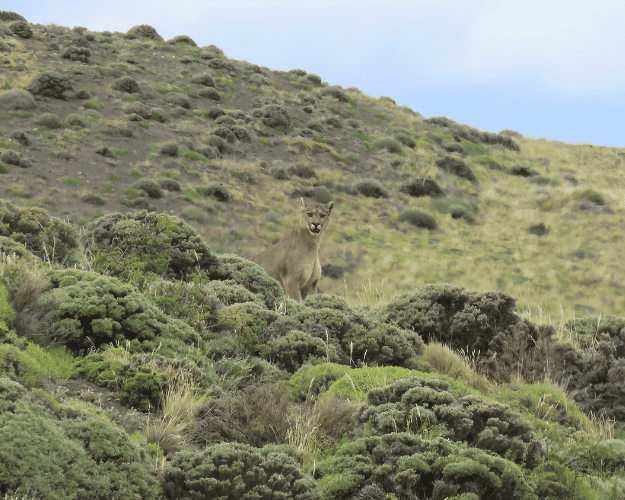 Patagonia lion