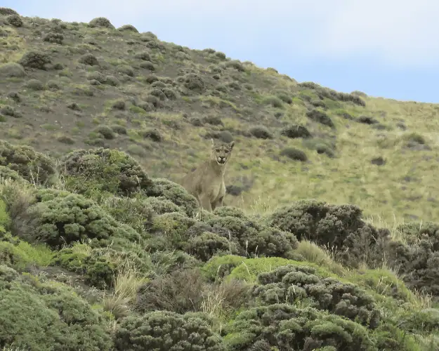 Patagonia lion