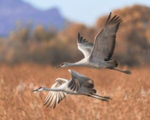 Her Wild Life sandhill cranes
