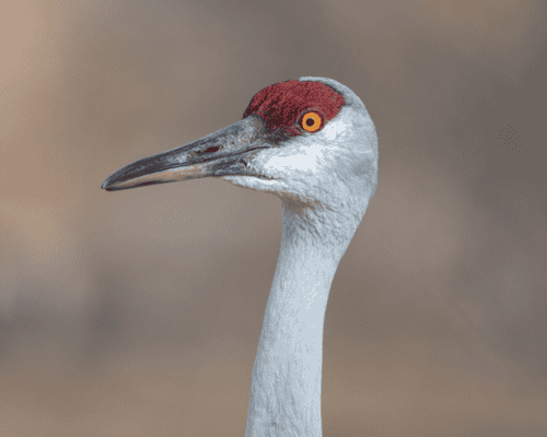 Sandhill Crane in Nebraska