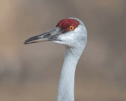 Sandhill Crane in Nebraska