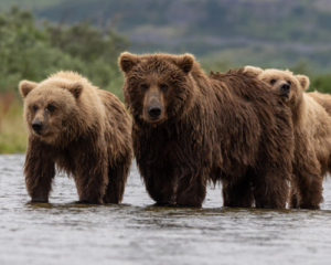 Kodiak brown bears