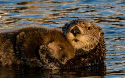 When Is the Best Time to Visit Vancouver Island?
