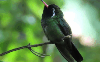 What Is Bird Watching and How Do You Get Started?
