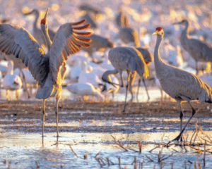 Dancing cranes