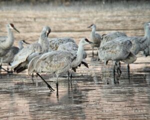 Cranes at Bosque by Carly Crow