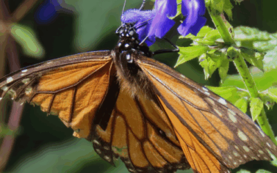 Where Do Monarch Butterflies Go in Winter? Inside Mexico’s Monarch Migration