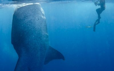 Are Whale Sharks Dangerous?