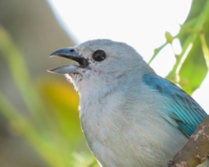Her Wild Costa Rica tanager