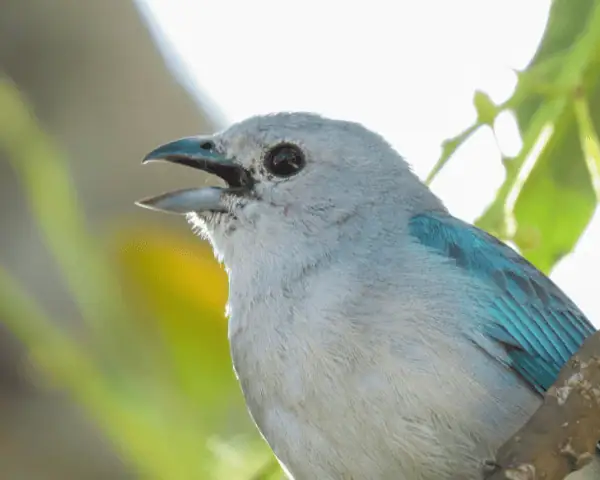 Her Wild Costa Rica tanager