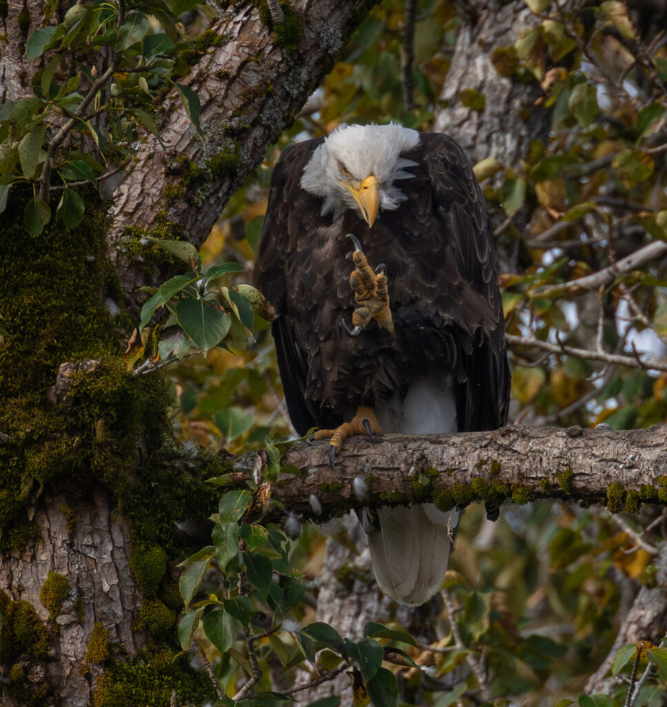 Bald Eagle Scratching an Itch