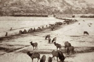 Elk Feeding Line In Gardiner, Montana; Photographer Unknown; Pre 1909