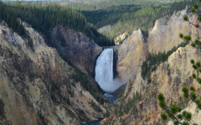 What Is the Trophic Cascade in Yellowstone?