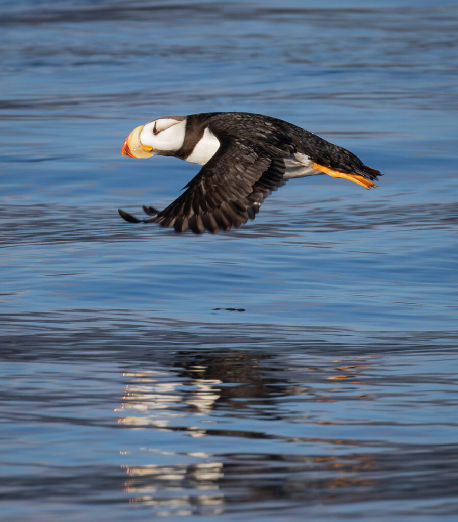 Horned Puffin in Flight
