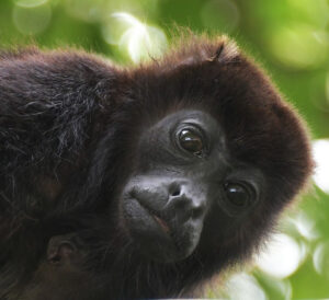 Howler Monkey Costa Rica