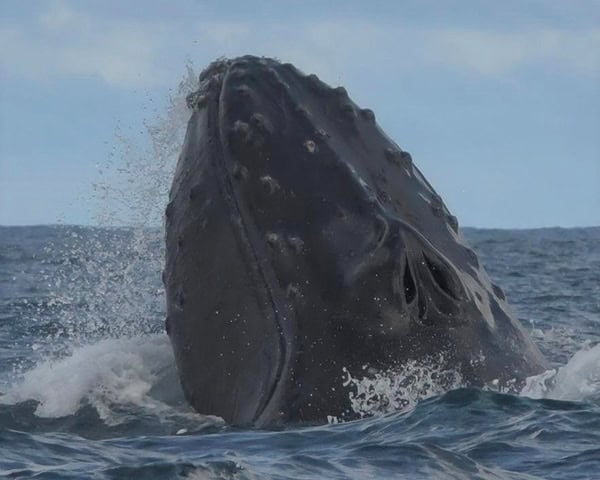 Humpback whale Costa Rica