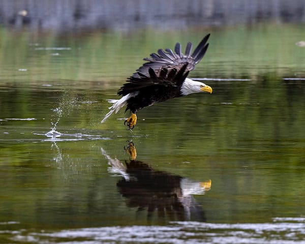 Kodiak Bald Eagle Credit Michelle Theall
