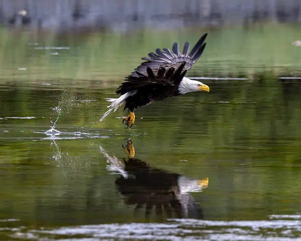 Kodiak Bald Eagle Credit Michelle Theall