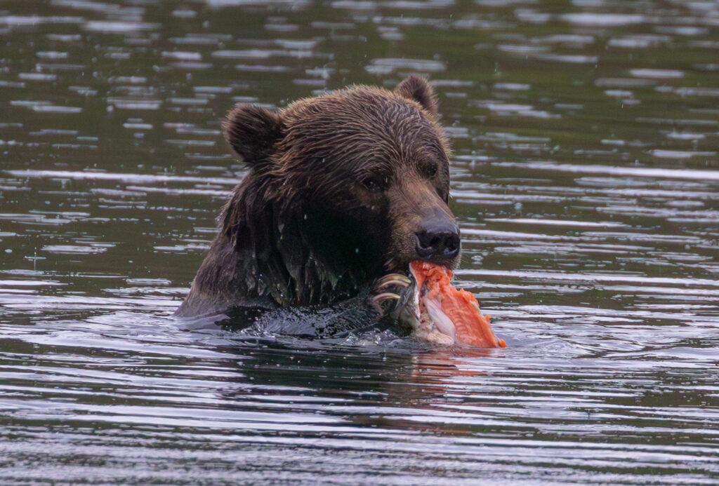 Kodiak Bear With Snack
