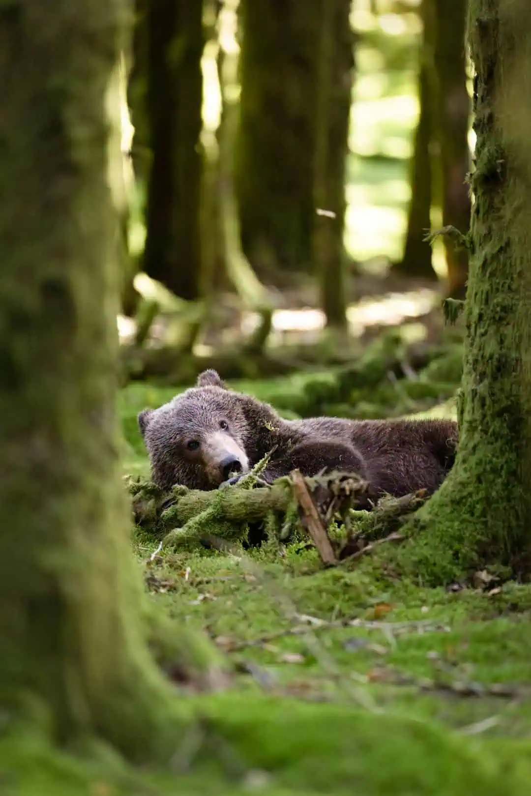 Kodiak Brown Bear M Theall Kodiak Brown Bear M Theall