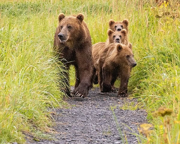Kodiak brown bears Credit Michelle Theall