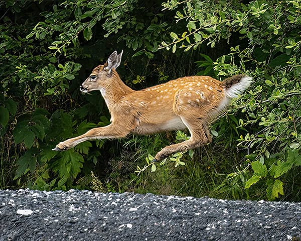 Kodiak deer Credit Michelle Theall