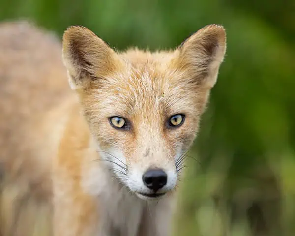 Kodiak fox Credit Michelle Theall