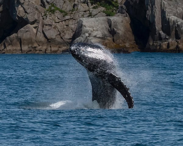 Kodiak humpback whale Credit Michelle Theall