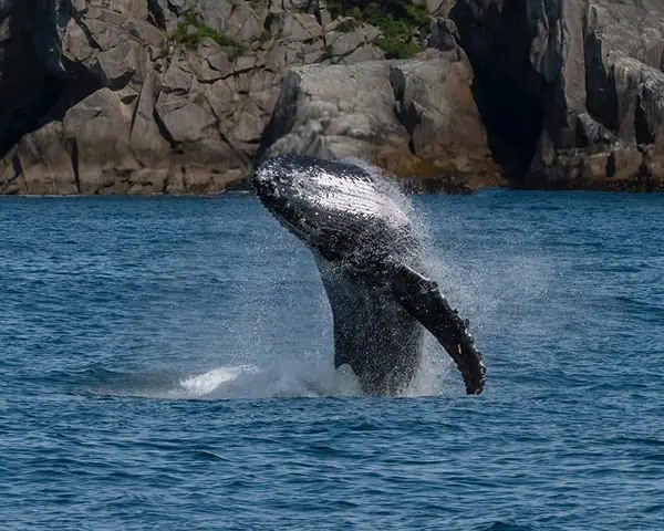 Kodiak humpback whale Credit Michelle Theall