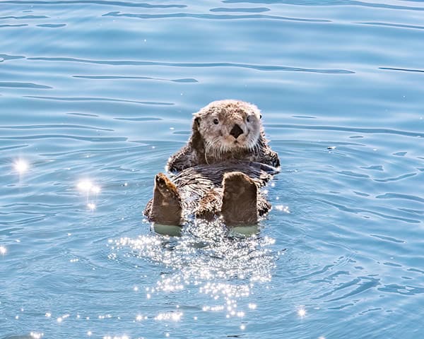 Kodiak sea otter Credit Michelle Theall