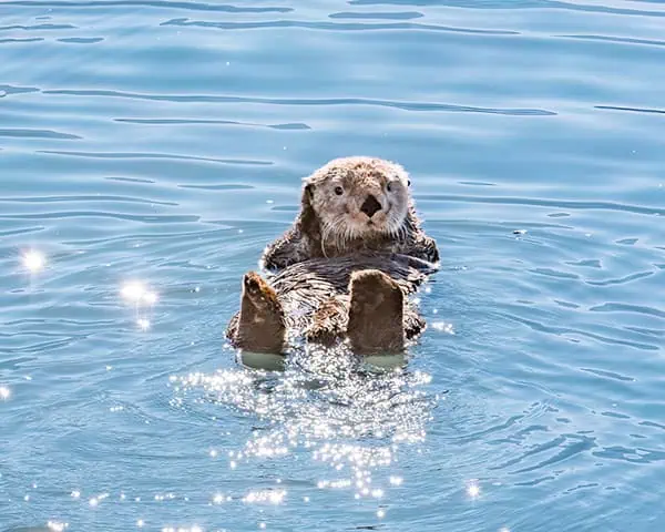 Kodiak sea otter Credit Michelle Theall