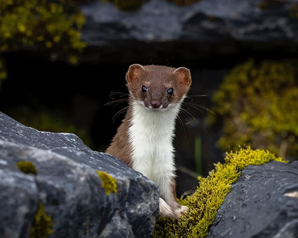 Kodiak weasel Credit Michelle Theall