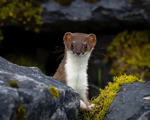 Kodiak weasel Credit Michelle Theall