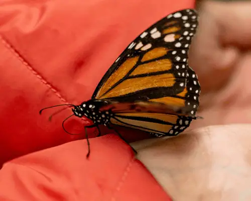 Monarch Butterflies Mexico with Her Wild Life