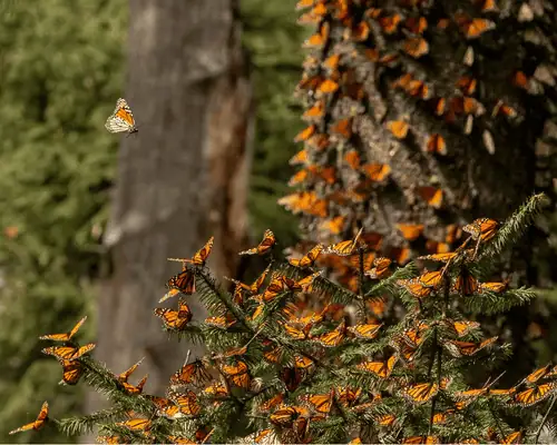 Monarch Butterflies Mexico With Her Wild Life Expeditions6