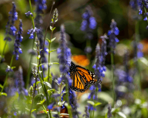 Monarch Butterflies Mexico with Her Wild Life