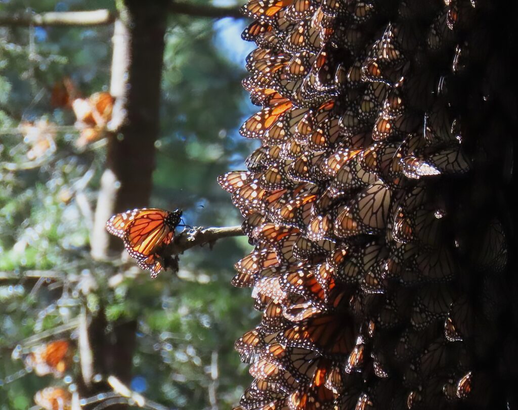 Monarch Butterfly Clusters12