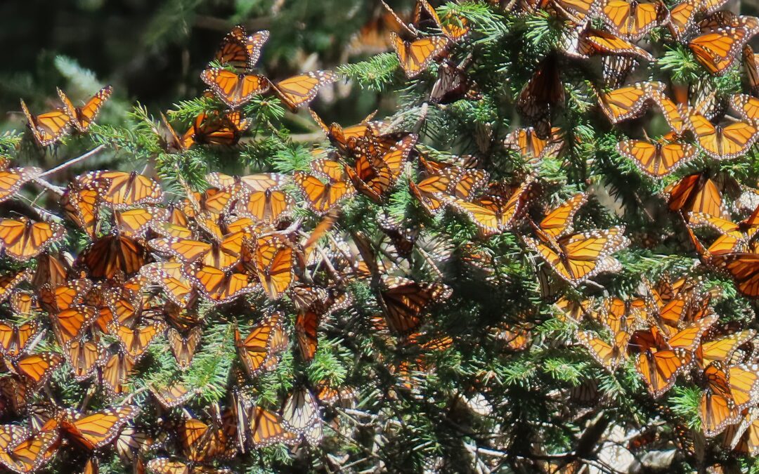 Why 2026 Could Be One of the Best Monarch Butterfly Seasons in Years