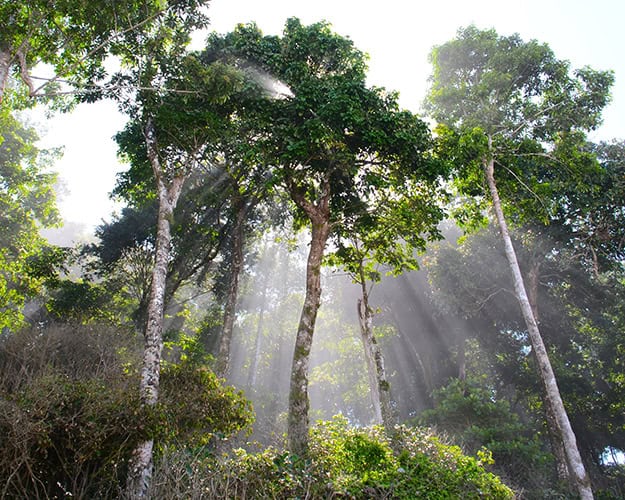 Rainforest Costa Rica