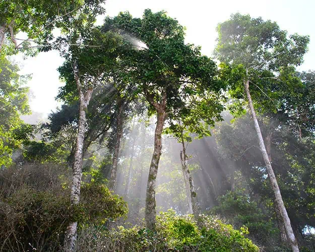 Rainforest Costa Rica