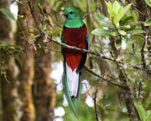 Resplendent Quetzal Costa Rica2 (1)