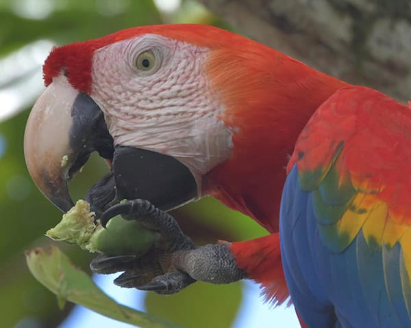 Scarlet Macaw6