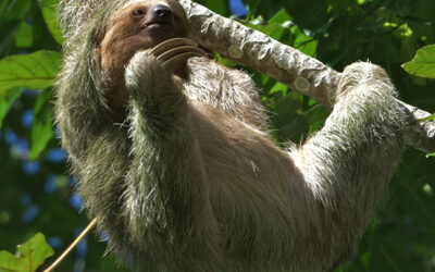 What Wildlife Can You See in Costa Rica’s Osa Peninsula?