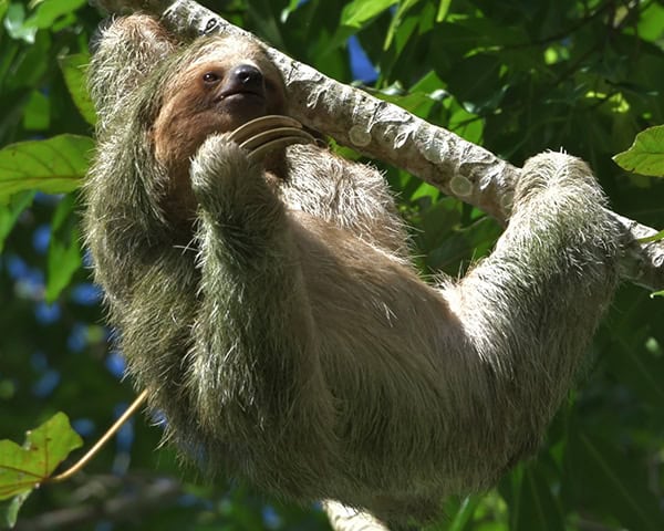 Three toed sloth Costa Rica