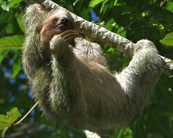 Three toed sloth Costa Rica