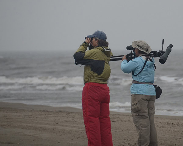 WildHer birding
